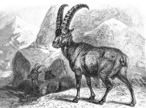 Alpine ibex (Capra ibex/ Antique illustration from Brockhaus Konversations - Lexikon 1908