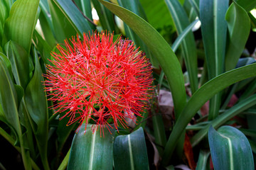 Beautiful red flowers In Thailand of Blood flower, Powder puff lily, Blood lily are blooming Blooming under a shade of tree in a flower pot