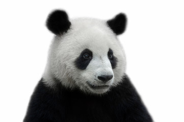Portrait of a giant panda bear isolated on white background © wusuowei