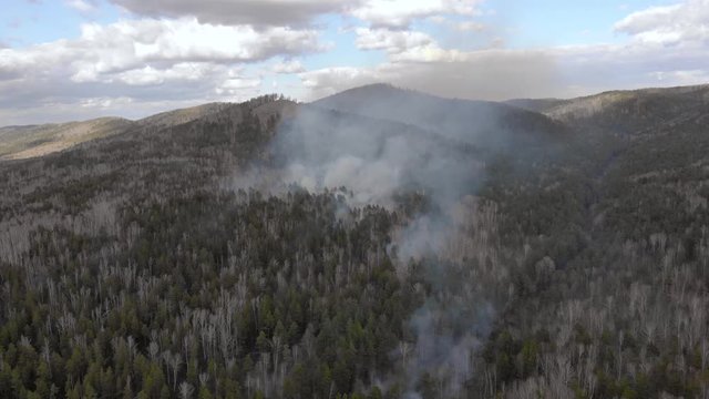 The border of a forest fire in the forest. Puffs of smoke rise from a burnt forest