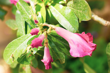 Pink Desert rose flowers