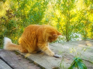 beautiful red furry domestic cat touches a caught fish with its paw, natural green blurred background, sunny summer day