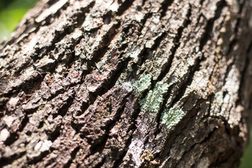 Cinnamomum camphora tree