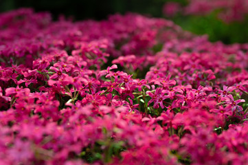 pink phlox subulata flowers flowers grow on a personal plot. - 345054997