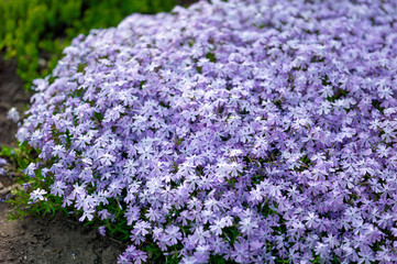 Obraz premium Phlox subulata flowers flowers grow on a personal plot.