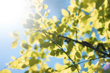 Green leaf of  Duranta repens tree