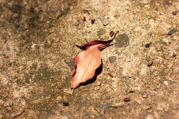 Brown leaf of Cinnamomum camphora tree