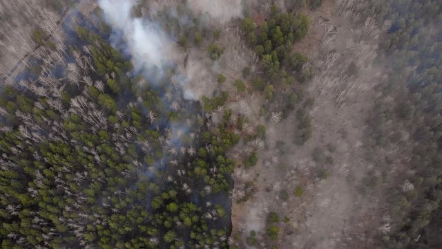 The border of a forest fire in the forest. Puffs of smoke rise from a burnt forest