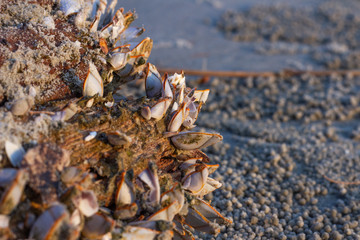 Many of the mollusk are on a log on the coastline of the sea.
