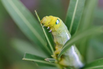 Fully grown oleander hawk moth caterpillar eating a leaf