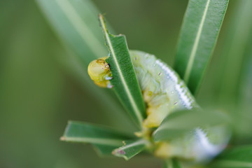 Fully grown oleander hawk moth caterpillar eating a leaf