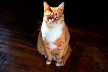 A beautiful red tabby cat in the sun against the old parquet floor. Pets, cats. Pet food.