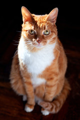 Portrait of a beautiful red tabby cat in the sun against the old parquet floor. Vertical orientation. Pets, cats. Pet food.