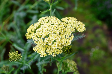 Many small yellow flowers of Achillea millefolium, commonly known as yarrow or common yarrow in a sunny spring garden, beautiful outdoor floral background photographed with soft focus
