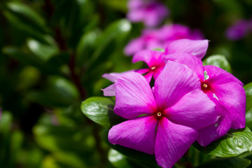 Spring flowers,Purple flower Pink flower beautiful
