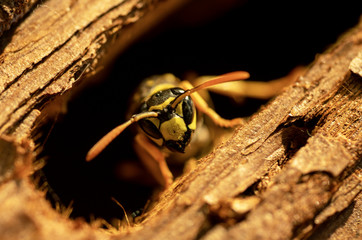 macro of a wasp