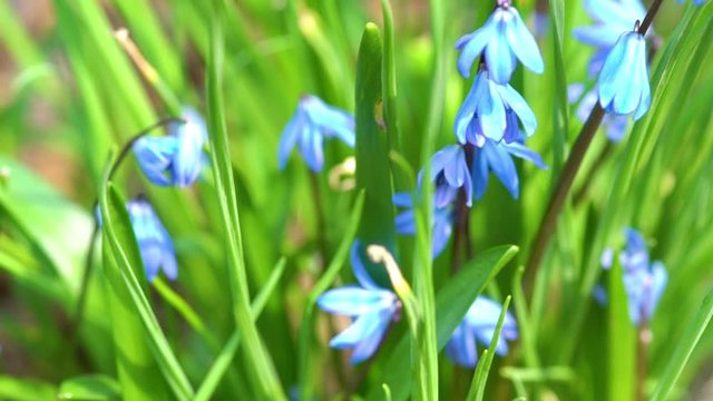 Blue scilla (Scilla siberica) blooming in the garden. Shallow depth of field. Selective focus. 