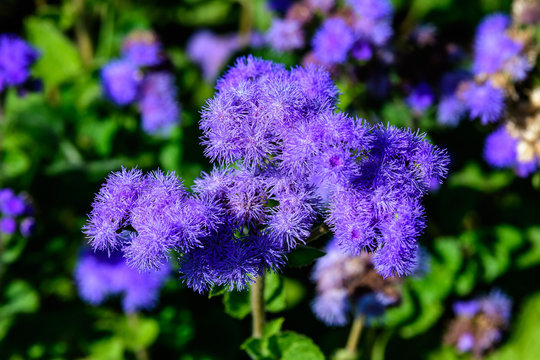Large group of blue flowers of Ageratum houstonianum plant commonly known as loss flower, blue mink, blue weed or Mexican paintbrush in a a garden in a sunny summer garden, textured floral background

