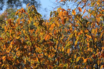 チョウシュウヒザクラ