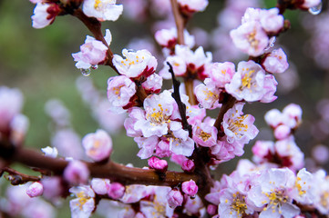 Apricot, blooms, beautiful lilac flowers, spring
