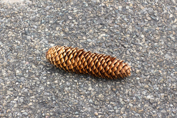 Pine cone laying on the asphalt of a forest road