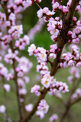 Apricot, blooms, beautiful lilac flowers, spring