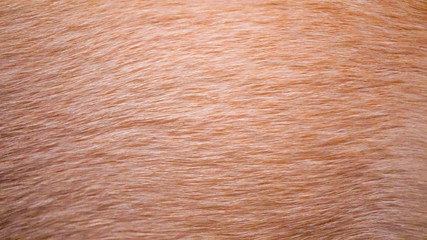 フレンチブルドッグの毛並み（バックグラウンド用）