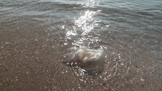 Dead blue jellyfish on the beach in shallow water. Jellyfish rhizomes of rhizotomy root, cast ashore.