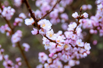 Apricot, blooms, beautiful lilac flowers, spring