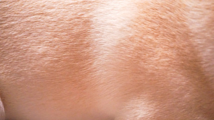 Fototapeta premium フレンチブルドッグの毛並み（バックグラウンド用）