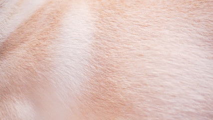 フレンチブルドッグの毛並み（バックグラウンド用）