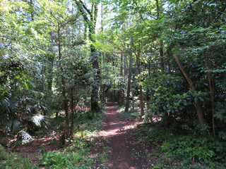 東村山　公園　新緑21