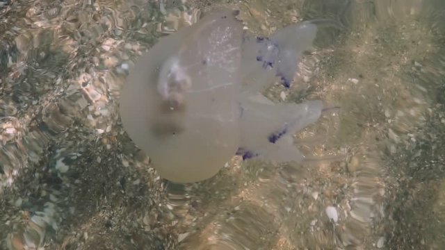 Dead blue jellyfish on the beach in shallow water. Jellyfish rhizomes of rhizotomy root, cast ashore.