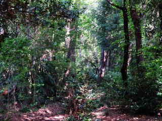 東村山　公園　新緑20