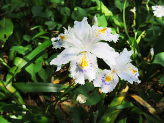 東村山　公園　草花