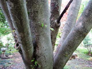 東村山　公園　樹木04