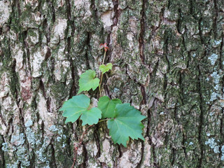 東村山　公園　樹木03