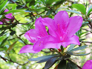 東村山　公園　サツキ02