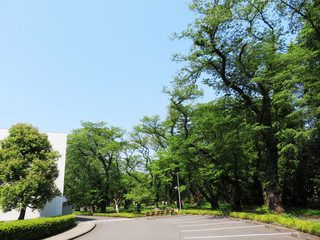 東村山　公園　新緑14