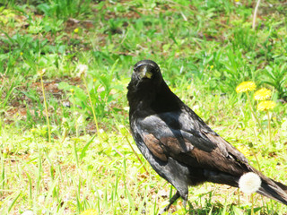 東村山　公園　カラス