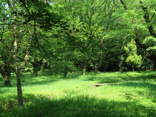 東村山　公園　新緑13