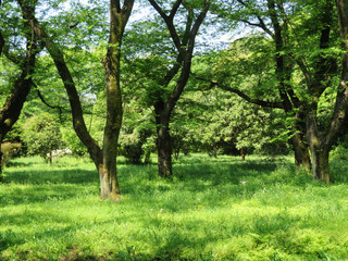 東村山　公園　新緑11