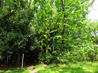 東村山　公園　新緑10