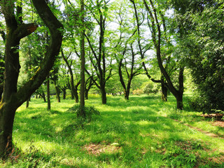 東村山　公園　新緑09