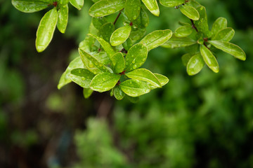 Close up of pomegranate branch with rainy drops, relaxing view in rainy day