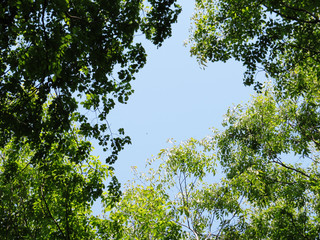 東村山　公園　新緑04