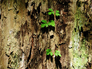 東村山　公園　樹木01