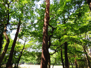 東村山　公園　新緑03