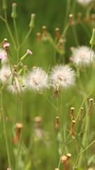green grass and flowers