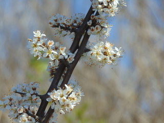 blooming cherry tree